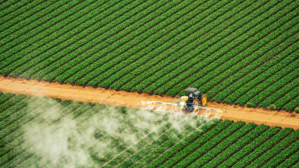 Best Termite Control Services  in Cherryvale, SC