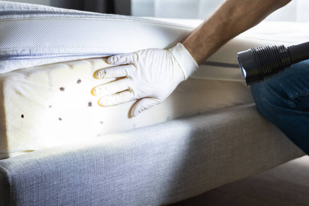 Best Pest Removal Services  in Cherryvale, SC
