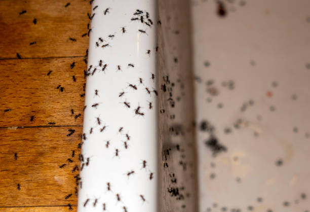 Best Best Pest Control Companies  in Cherryvale, SC