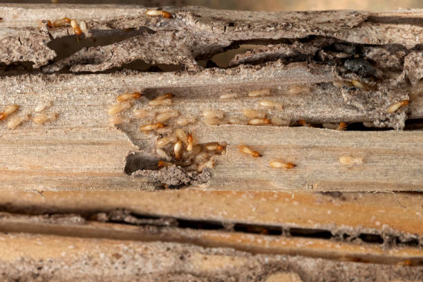 Best Mosquito Control Services  in Cherryvale, SC
