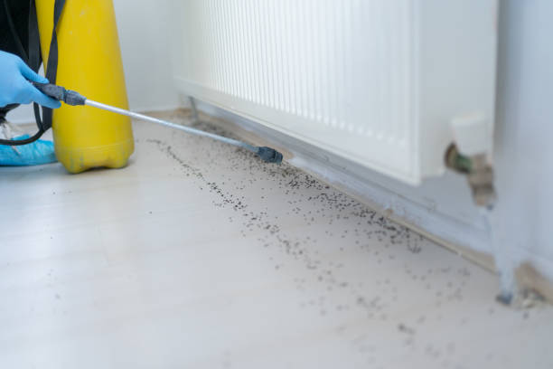 Best Insect Control  in Cherryvale, SC